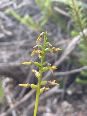 Genoplesium apostasioides