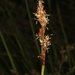 Lepidosperma limicola - Photo (c) quinkin, μερικά δικαιώματα διατηρούνται (CC BY-NC)