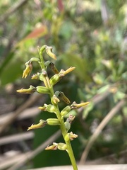 Genoplesium apostasioides