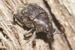 Psepholacini
