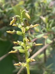 Genoplesium apostasioides