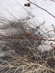 Diplolepis variabilis