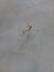 Stagmatoptera femoralis