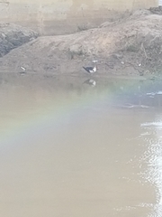 Cairina moschata domestica