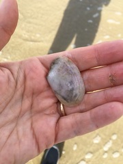 Periploma planiusculum