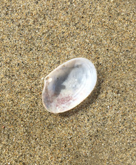 Periploma planiusculum