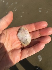 Periploma planiusculum