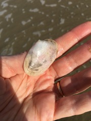Periploma planiusculum