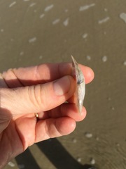 Periploma planiusculum