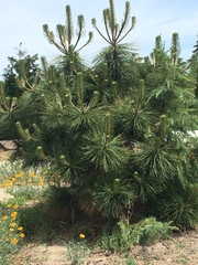 Pinus