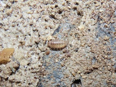 Littorophiloscia