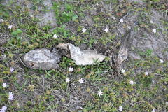 Channa aurolineata