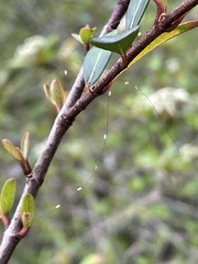 Pediculus humanus capitis