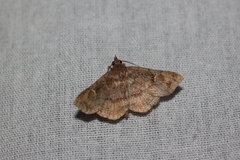 Eulepidotinae