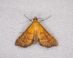 Myriostephes matura