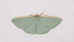 Prasinocyma ocyptera