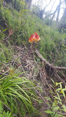 Blandfordia cunninghamii