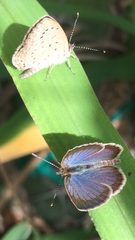 Zizeeria knysna