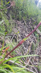 Blandfordia cunninghamii