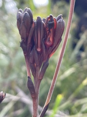 Haemodorum corymbosum