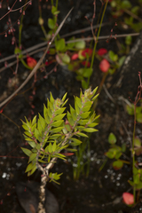 Melaleuca tortifolia