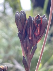 Haemodorum corymbosum