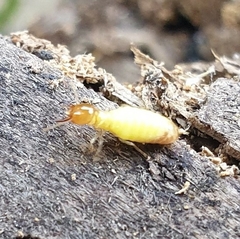 Globitermes sulphureus