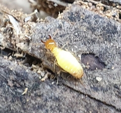 Globitermes sulphureus