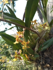Oncidium leleui