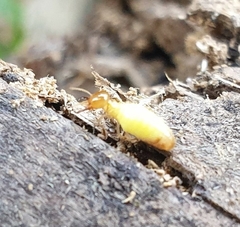 Globitermes sulphureus