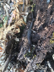 Plethodon dorsalis