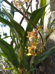 Oncidium leleui
