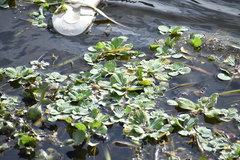 Pistia stratiotes image