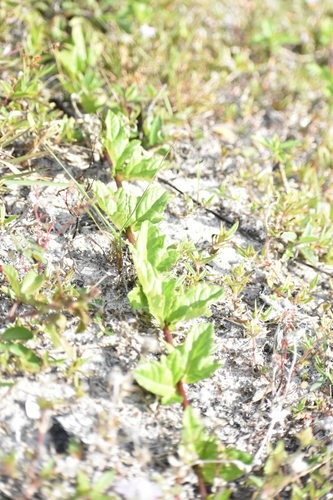 Sphagneticola trilobata image