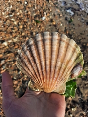 Pecten