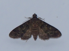 Penestola bufalis
