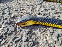Chironius carinatus