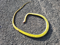 Chironius carinatus