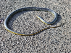 Chironius carinatus