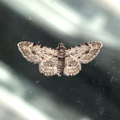 Sigilliclystis insigillata