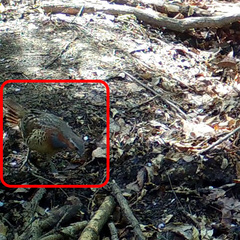 Bambusicola thoracicus