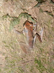 Osteocephalus planiceps
