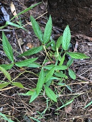 Flemingia parviflora