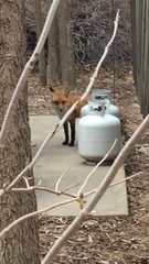 Vulpes vulpes