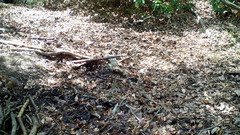 Bambusicola thoracicus