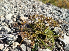 Gingidia decipiens
