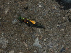 Damasippus