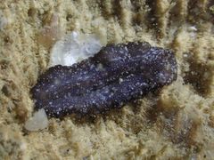 Pseudobiceros stellae