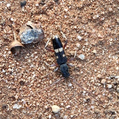 Coleocoptus senio