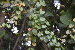 Vitis rotundifolia